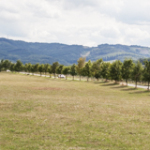 img_1409-pano