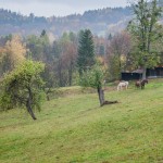 1ds_6999-pano