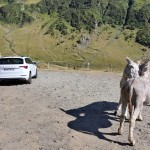 skoda-karoq-sportline-facelift-2022-22