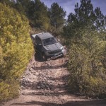 raptor_conquer_grey_074